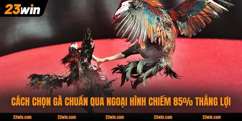 Cách Chọn Gà Chuẩn Qua Ngoại Hình Chiếm 85% Thắng Lợi
