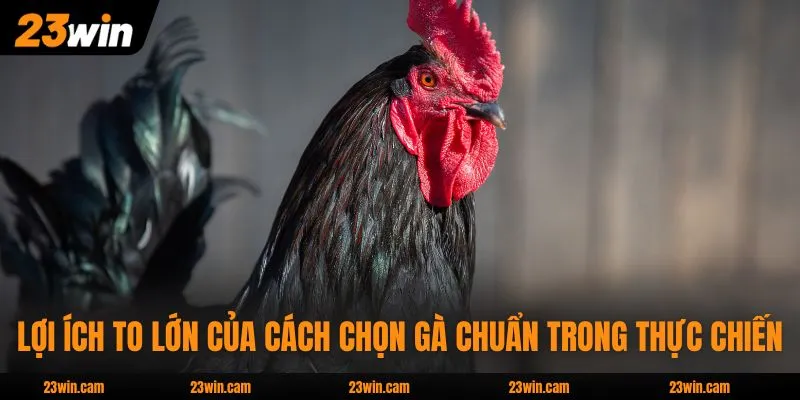 Lợi ích to lớn của cách chọn gà chuẩn trong thực chiến